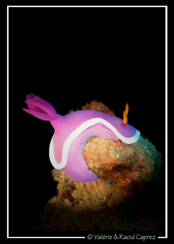 At the top of a coral by Raoul Caprez 