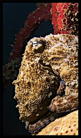 Caribbean two-spot octopus by Thomas Dinesen 