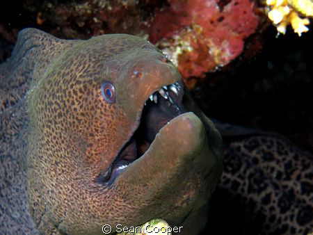 Giant moray by Sean Cooper 
