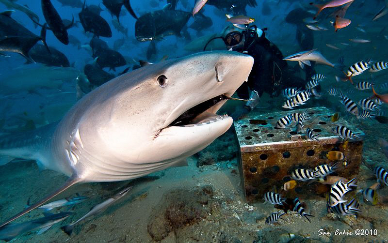 Laura the young tiger shark munches on a giant trevally. ... by Sam Cahir 