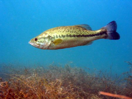Bass(largemouth),lake mead nevada december 04. by Jon Justice 