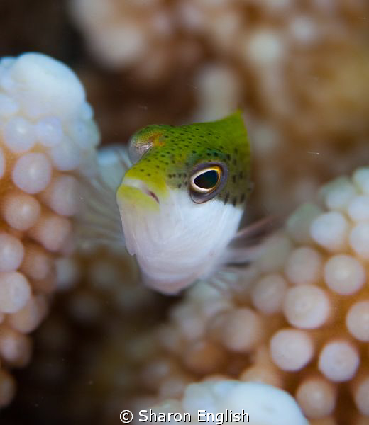 fish pushups by Sharon English 