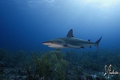 This image was taken at Christmas during a dive with Stua... by Steven Anderson 