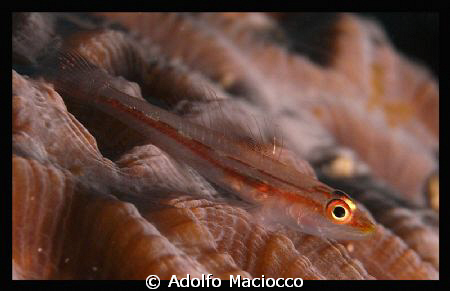Tiny Goby on Honeycomb Coral
Sharm el Sheikh
 by Adolfo Maciocco 