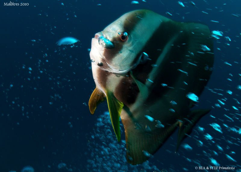 Batfish playing with bubbles. Canon G10. by Bea & Stef Primatesta 