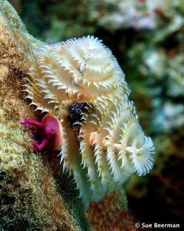A Christmas Tree Worm in Utila. Does anyone know what the... by Susan Beerman 