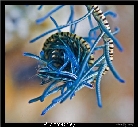 blue, blue, blue.... by Ahmet Yay 