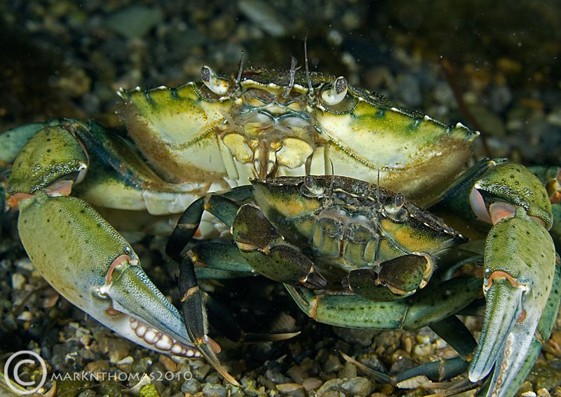 Little & Large - shore crabs.
D3 60mm. by Mark Thomas 