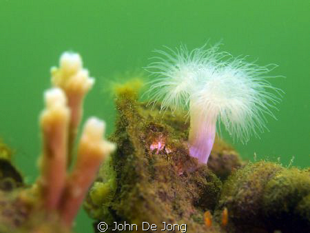 Ofcourse we have flowers above and below the water in the... by John De Jong 