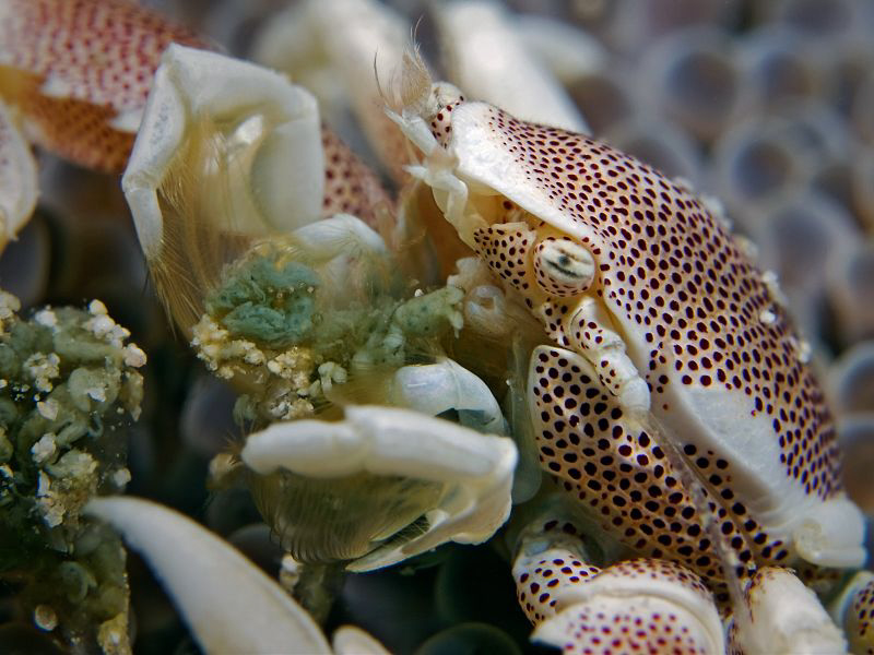 "Dinner"

Whatever this porcelain crab eat's, it seems ... by Henry Jager 