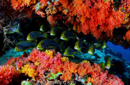 Sweet Lip Fishes by Jagwang Koo 