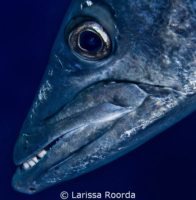 Barracuda study by Larissa Roorda 