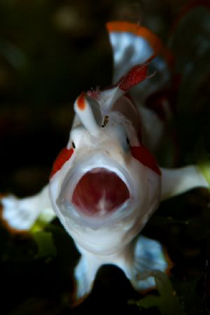 A cute Clown Frogfish stretching and yawning. by Steve De Neef 