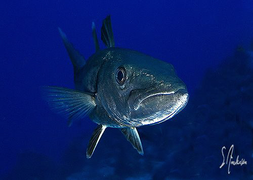 This image of a Barracuda was taken during a dive at Colu... by Steven Anderson 
