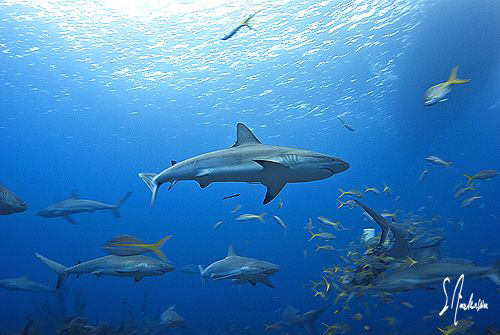 Reef Sharks come to the feeding party at Ginormous Reef -... by Steven Anderson 