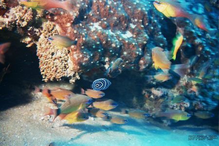 The juvinile emperor angel fish and goldies, picture take... by Brandon Thomas 