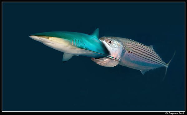 mackerel's revenge by Dray Van Beeck 