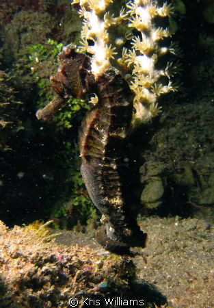 Finally found him at the end of our dive tucked away. by Kris Williams 