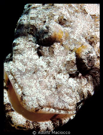 CROCODILE FISH PORTRAIT
no crop ;) by Adolfo Maciocco 
