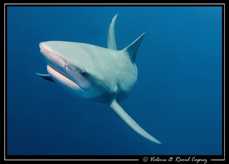 This guy has finally decided to turn ... good for me :-) by Raoul Caprez 