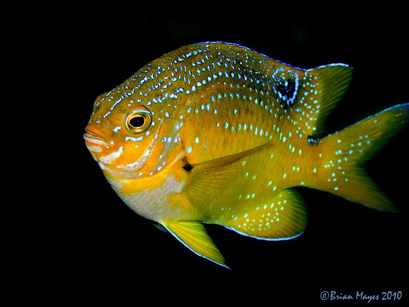 Victorian Scalyfin (Parma victoriae) by Brian Mayes 