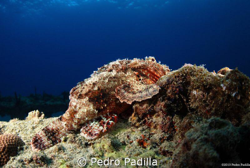 Scorpion fish @ Sunset Dive Nikon D80 15mm lens. Shoot f/... by Pedro Padilla 
