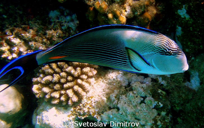 Curious surgeon fish at Marsa Alam by Svetoslav Dimitrov 