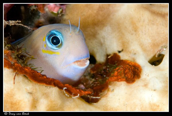 Blenny by Dray Van Beeck 