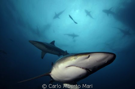 Blacktip Shark by Carlo Alberto Mari 