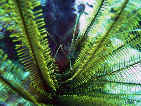Arrow Crab inside a Crinoid. Shot in Dominica at a site c... by Tina Perkins 