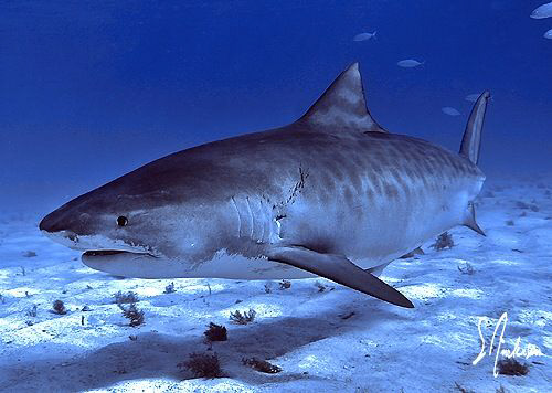 Emma shows off her stuff at Tiger Beach - Bahamas by Steven Anderson 