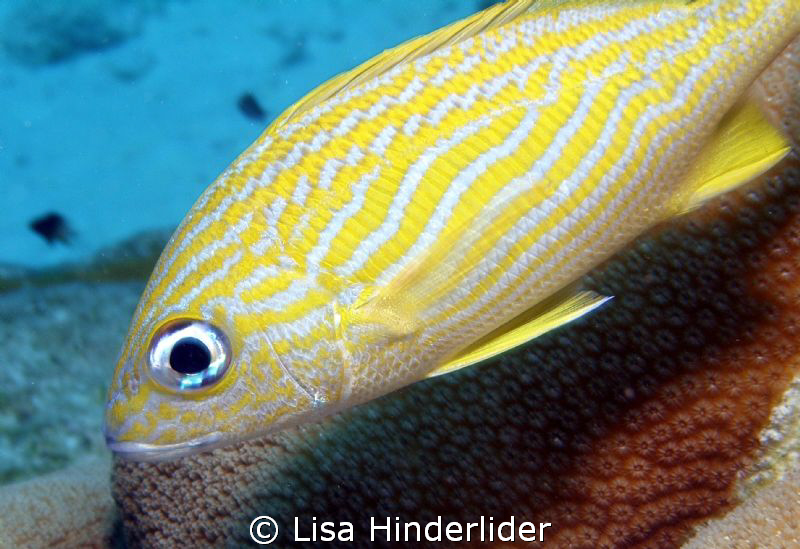 Bright n Shiny! by Lisa Hinderlider 