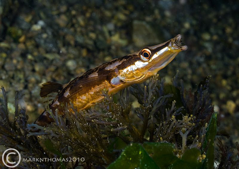 Fifteen-spined stickleback.
Connemara.
D3 60mm. by Mark Thomas 