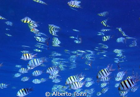 mirror by Alberto Tozzi 