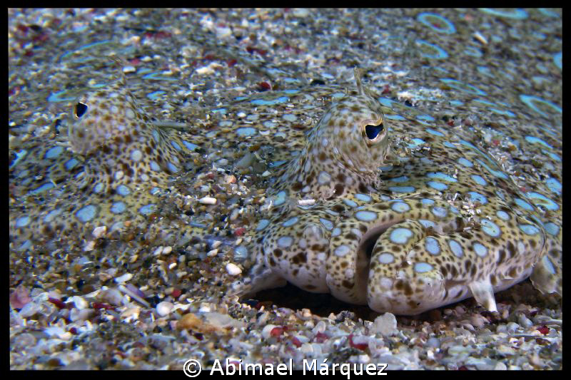 Camouflage, Crash Boat, Aguadilla, PR. by Abimael Márquez 