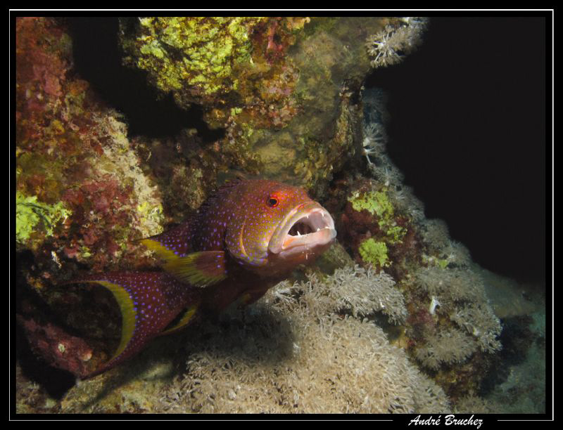 Mérou à queue jaune avec une crevette nettoyeuse. by André Bruchez 
