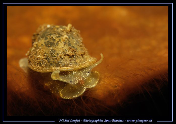 Face to face with this beautiful "Limnée" - our Fresh Wat... by Michel Lonfat 