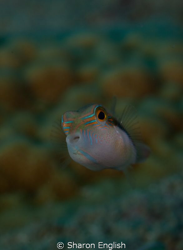 Juvie Boxfish by Sharon English 
