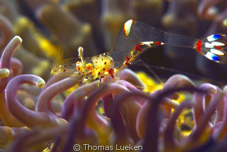 found in Lembeh; D200 by Thomas Lueken 