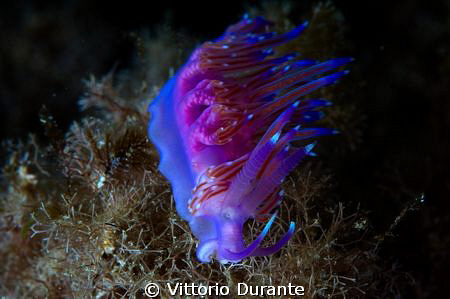 Mediterranean nudi by Vittorio Durante 
