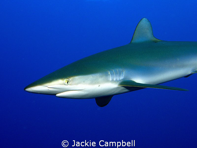 The silky sharks on this dive were playing "chicken" with... by Jackie Campbell 