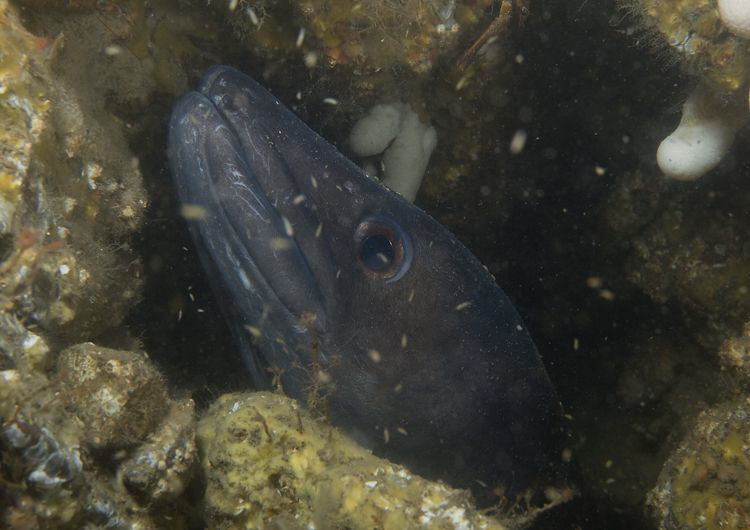 Conger. Menai straits. D3,60mm. by Derek Haslam 