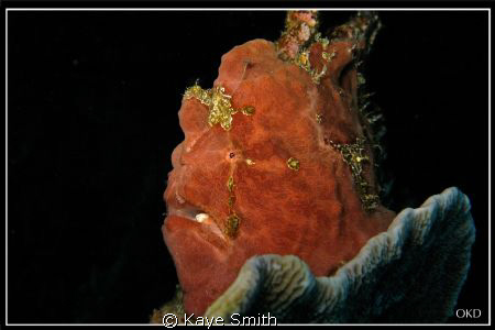 Giant frog fish. Deep Six, Similan Islands by Kaye Smith 