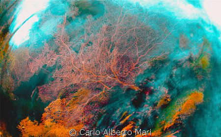Sea Planet
Nikon F4 - 16mm fisheye - f11 - 1/4sec - ISO ... by Carlo Alberto Mari 