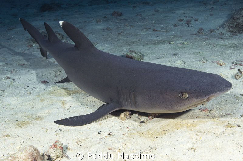 white tip resting,nikon d2x 17-35mm by Puddu Massimo 
