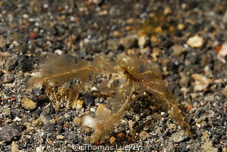 found in Lembeh; D200 by Thomas Lueken 