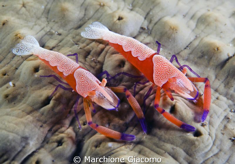 The brothers
Nikon d200, 60 micro, twin strobo
Lembeh s... by Marchione Giacomo 