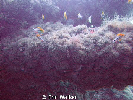 Sun on the reef by Eric Walker 