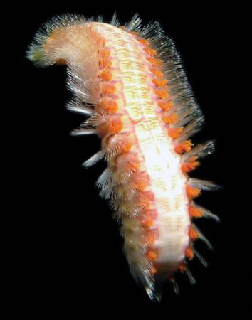 Some kinda worm?  Can't ID the little guy.... by Martin Dalsaso 