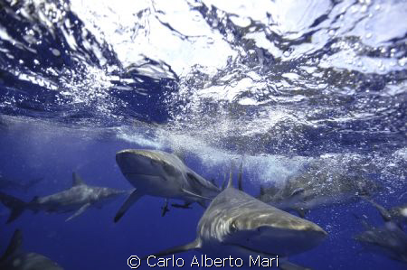 Blacktip Sharks by Carlo Alberto Mari 